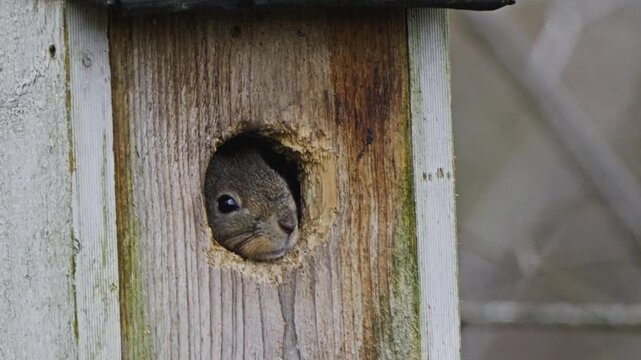 Red Squirrel Sheltering in Birdhouse &ndash; Cold Season Animal Finding Shelter