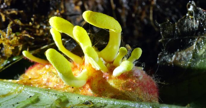 Yellow fruiting bodies of a Cordyceps fungus growing out of the body of a lepidopteran pupa.  The fruiting bodies are releasing filamentous ascospores. In cloud forest, Yanayacu near Cosanga, Napo pro