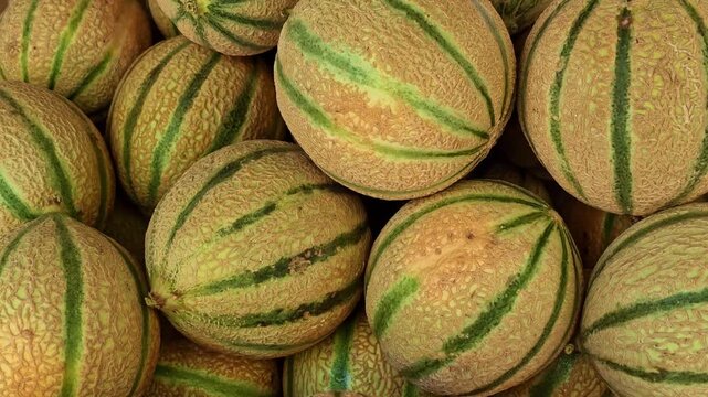 Close panning view moves across a pile of ripe striped cantaloupe melons