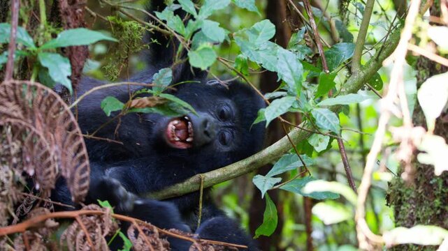 Two young mountain gorillas interact playfully among branches, vines, moss and broadleaf foliage in Bwindi Impenetrable National Park, southwestern Uganda, Africa