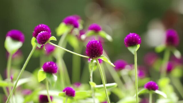 Intricate clover-like bract texture and vibrant clover-pink coloration of a blooming globe amaranth flower head (Gomphrena globosa) against a soft-focus garden background.