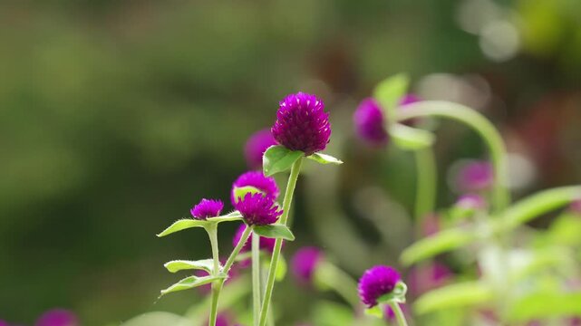 Macro static shot of spherical, vibrant magenta-purple globe amaranth flower heads (Gomphrena globosa) surrounded by buds and green foliage under soft natural outdoor lighting.
