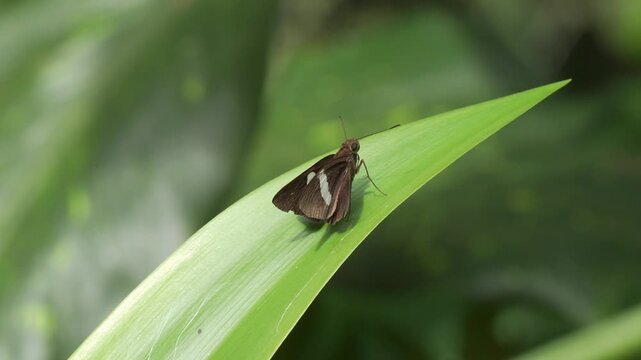 Macro static shot of a common banded demon butterfly (Notocrypta paralysos) perched quietly on a large broad leaf, showing its velvety dark brown wings with prominent white semi-hyaline bands and glow