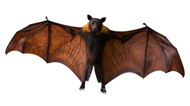 Large flying fox bat with outstretched wings and golden neck fur