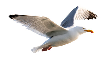 Fototapeta premium Herring gull flying with wings spread wide showing white and grey plumage