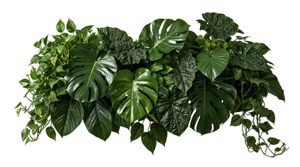 Lush tropical foliage arrangement with monstera and philodendron leaves © Rowan