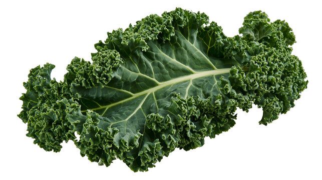 Fresh green curly kale leaf with textured ruffled edges