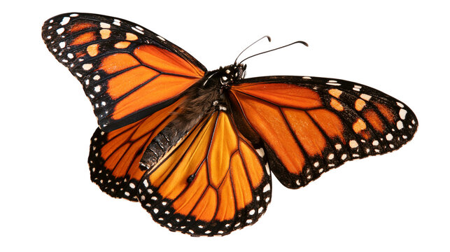 Vibrant orange and black monarch butterfly with open wings