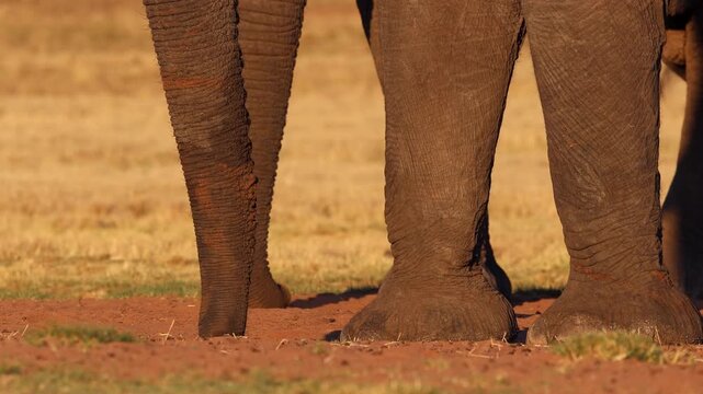 Elephant trunks search dry soil for food and minerals at sunset, close up