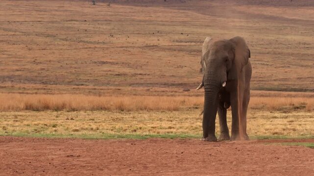 Lone elephant throws red soil over its body for parasite control, Africa