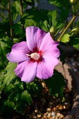 Pretty lilac Hibiscus flower in full bloom, Somerset, UK. © arenaphotouk