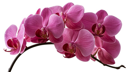 Vibrant magenta phalaenopsis orchid flower spray with dark stems © Rowan