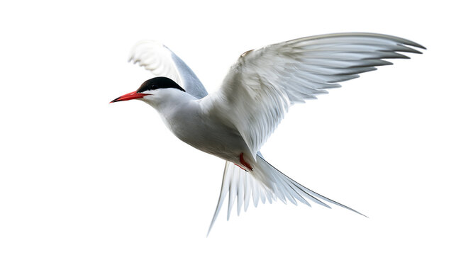 Arctic tern bird in flight with white plumage and black cap