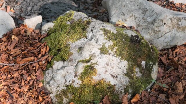 Detailed video of a large rock covered with patches of green moss among dry fallen leaves and smaller stones on the forest floor. Natural light emphasizes the contrasting colors and textures