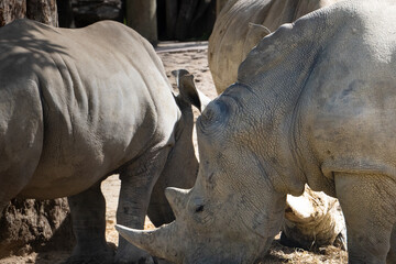 Southern White Rhino © Shelbee