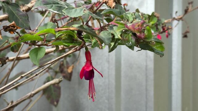 Close up of a pink and purple fuchsia flower hanging from a branch in Gosport England