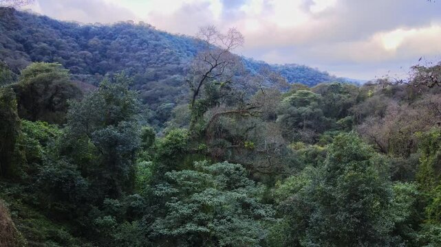 Dense Yungas cloud forest covers steep Andean slopes under soft afternoon clouds in northwest Argentina.