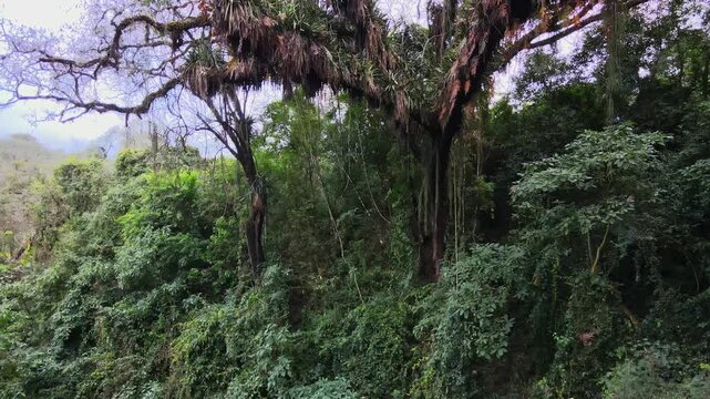 Dense Yungas cloud forest vegetation fills a steep ravine as a large epiphyte-laden tree dominates the lush green canopy.