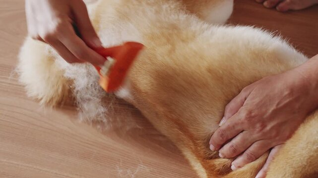 Close-up of a female owner's hands carefully brushing and grooming a cute red Shiba Inu dog with a slicker brush.