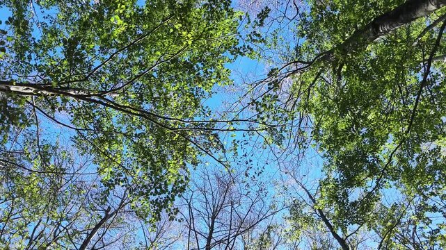 Upward-looking video beneath a forest canopy, showing overlapping green leaves, thin branches and patches of vivid blue sky between the treetops. Sunlight illuminates the foliage from above