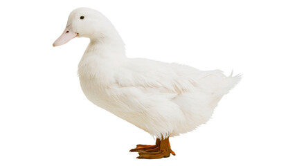 Fototapeta premium White American Pekin duck standing with orange feet and beak