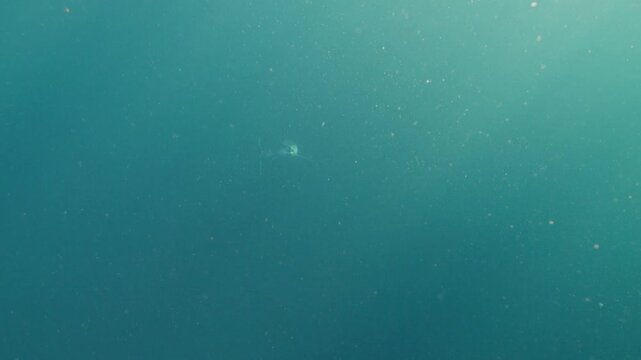 Mako Shark underwater in the deep off Cape Town