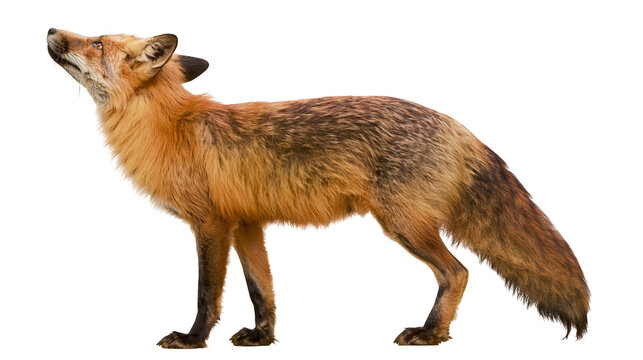Red fox standing and looking up with fluffy fur and bushy tail