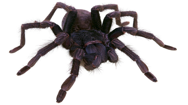 Large hairy dark purple tarantula spider with long legs