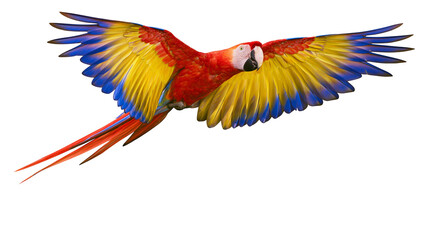 Fototapeta premium Scarlet macaw parrot in flight with vibrant red yellow and blue plumage