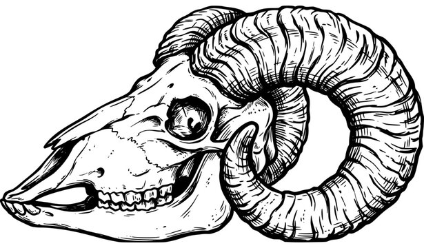 Ram Skull Side Profile with Curled Horn &ndash; Black and White Ink Vector