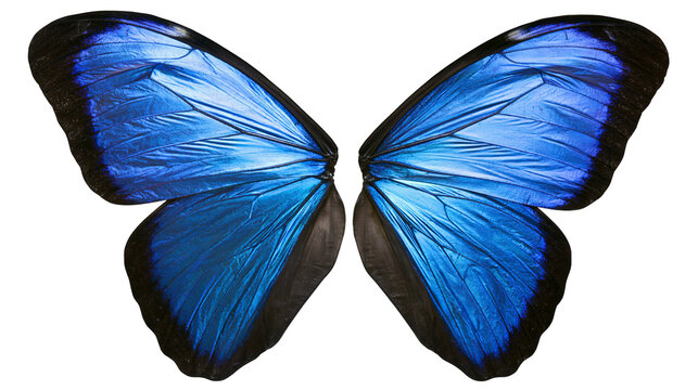 Vibrant blue Morpho butterfly wings with black edges and intricate vein patterns