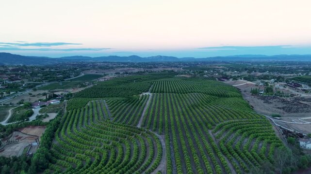 Aerial view of vineyard rows stretching across rolling hills at dusk in Temecula