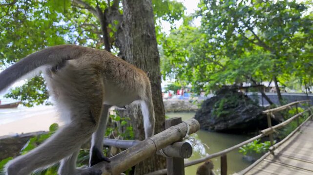 Playful monkey walks gracefully along a wooden railing beside lush green trees and tranquil sea at a tropical Krabi beach. Bright daylight, natural setting, and serene coastal vibes.