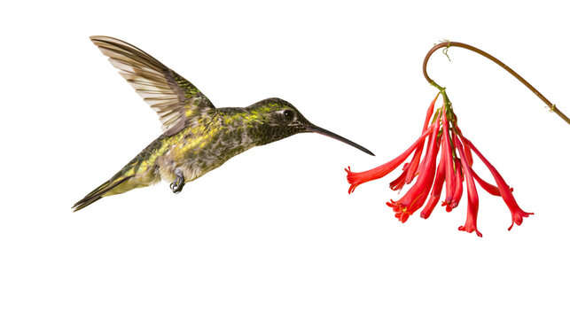 Green and yellow hummingbird hovering near red tubular flowers on a thin stem
