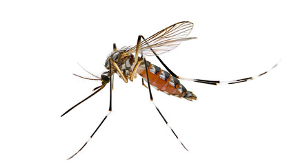 Detailed macro shot of an Aedes mosquito with orange abdomen and striped legs © Gael
