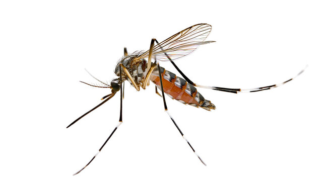 Detailed macro shot of an Aedes mosquito with orange abdomen and striped legs