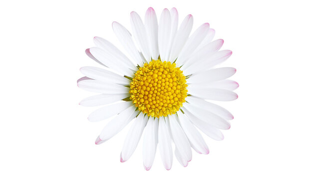 Single white daisy flower with yellow center and pink tipped petals