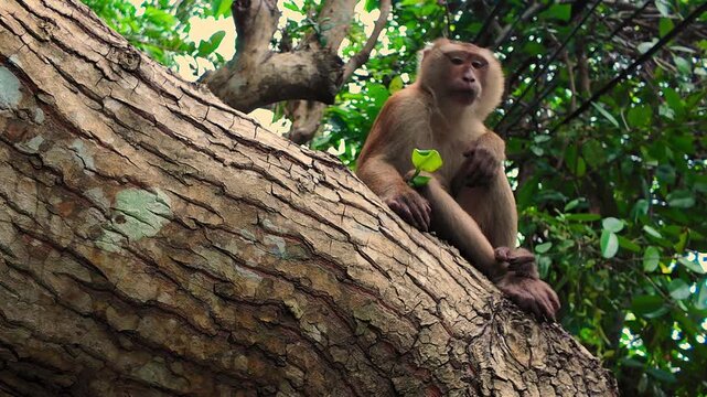 A curious monkey sits on a tree branch in Krabi Thailand gazing at the camera amidst lush greenery rich detail stunning visuals cinematic quality atmospheric lighting