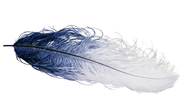 Blue and white ombre dyed ostrich feather with thin black quill