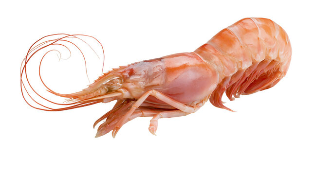Fresh raw whole king prawn with long antennae and orange shell