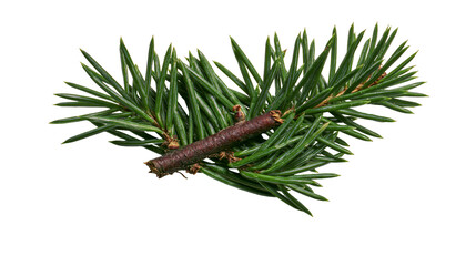 Fresh green spruce branch with sharp needles and brown woody stem © Gael