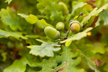 Close-Up of Green Acorns on Oak Leaves Macro Nature Background in Early Autumn Woodland
