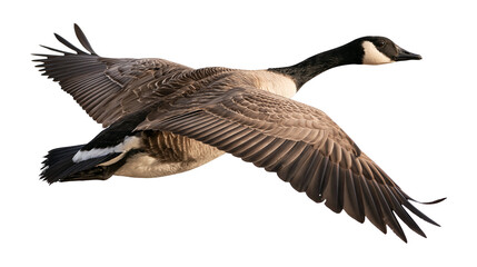 Canada goose in flight with wings spread wide showing brown and black feathers © Isolde