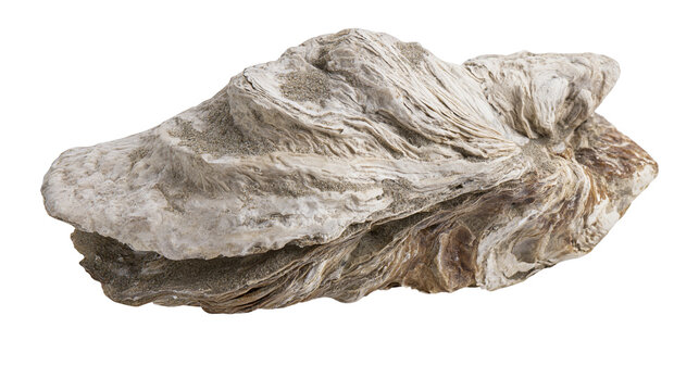 Rough textured grey and brown oyster shell with layered calcified surface