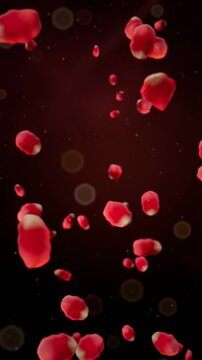 Red rose petals falling in slow motion on a dark burgundy background with soft bokeh, romantic vertical video for Valentine's Day and weddings, seamless loop