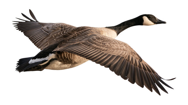 Canada goose in flight with wings spread wide showing brown and black feathers