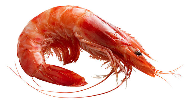Fresh cooked red prawn with long antennae and detailed shell texture