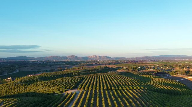 Aerial flyover of wine vineyards in Southern California. A slow draw back over the Grapes of a winery in the glow of a California Sunrise. Clear blue skies and Mountainous landscape complete the scene