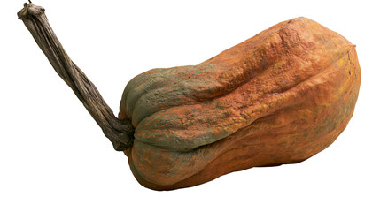 Fototapeta premium Warty orange and green winter squash with a long woody stem