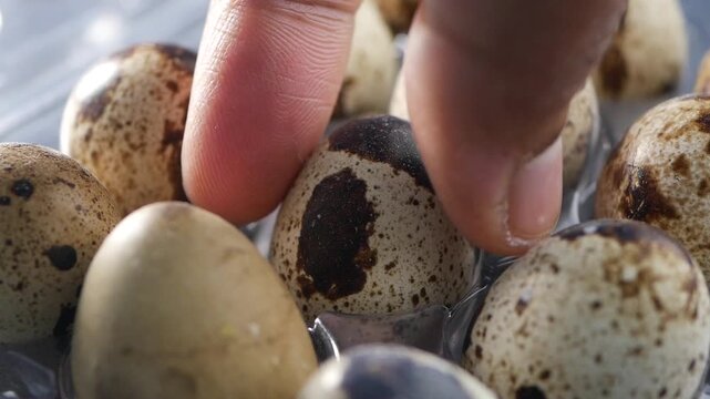Close up of speckled quail eggs in plastic container, finger touches one egg